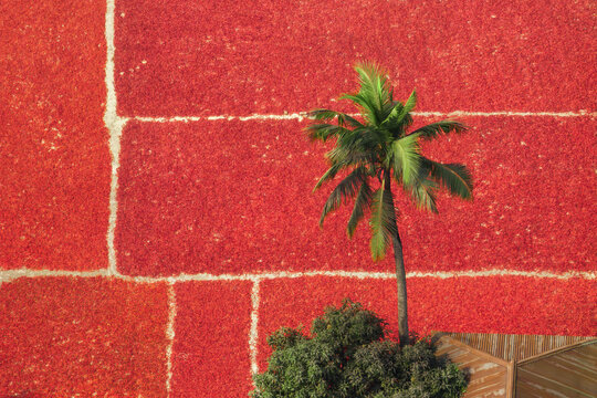 Aerial view of red chili peppers spread out to dry in fields with a single palm tree and lush green foliage in Bogura, Rajshahi Division, Bangladesh.