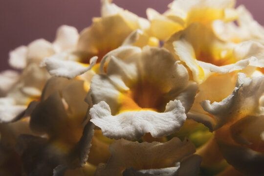 flor