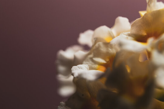 flor