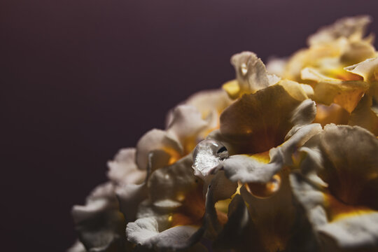 flor