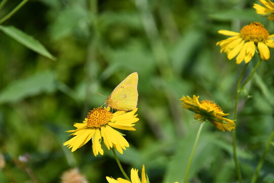 Yellow Sulphur Butterfly on Golden Crownbeard with Copy Space