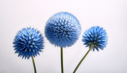 Obraz premium Three Blue Spherical Flowers On Slender Stems Isolated On A Clean White Background Simple Floral Still Life With Soft Light