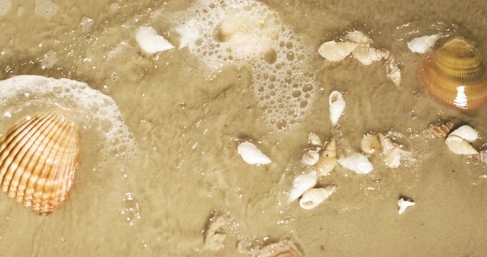 Shells on sandy beach with waves washing over them and shore background