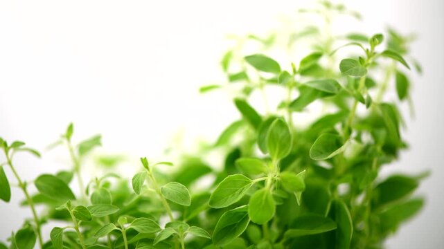 Oregano leaves, marjoram branch, isolated on white background, Italian herbs, seasoning, rotating