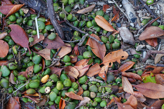 Grey mangrove propagules and fallen leaves and twigs washed up by the tide. Coochiemudlo Island, Queensland, Australia.