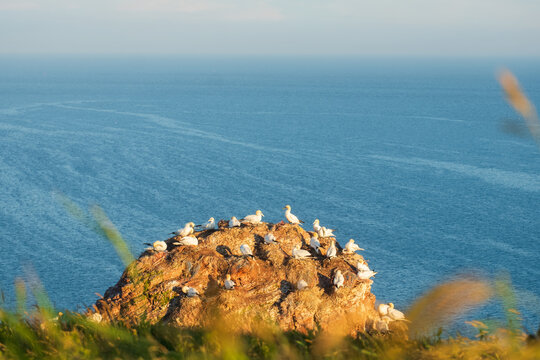 High Angle View of Coastal Gannet Bird Colony Nested on Isolated Rock, The Concept of Wildlife Habitat