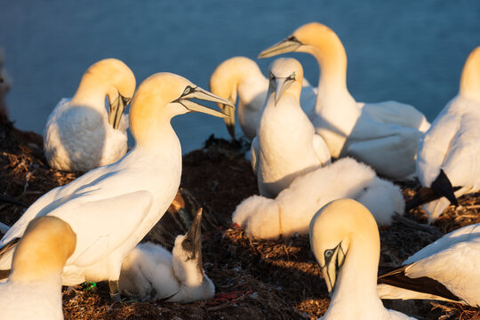 Close Up View of Northern Gannet Birds Nesting with White Fluffy Chicks, The Concept of Avian Reproduction