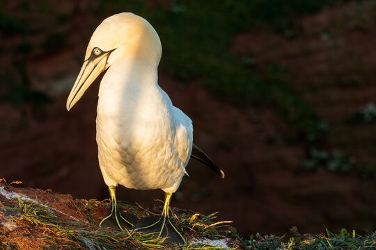 Profile Portrait of Single Northern Gannet Bird Standing on Cliff Ground, The Concept of Ornithology