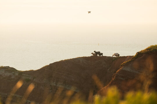 Small Herd of Sheep Grazing on Steep Red Clay Cliff Edge, The Concept of Livestock Farming