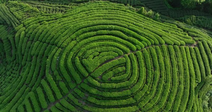 Aerial footage of tea farm terrace landscape in China