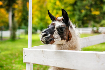 Obraz premium Close up portrait of calm alpaca looking through white wooden fence.