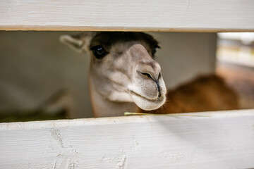 Fototapeta premium Close up portrait of calm alpaca looking through white wooden fence.
