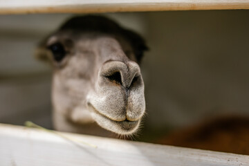 Obraz premium Extreme close up of alpaca muzzle behind white wooden fence with shallow depth of field.