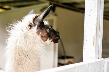 Obraz premium Side profile close up of black and white alpaca head beside white fence.
