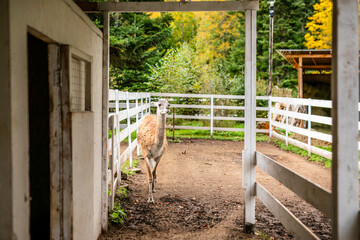Fototapeta premium Light brown alpaca standing in narrow fenced paddock near stable entrance.