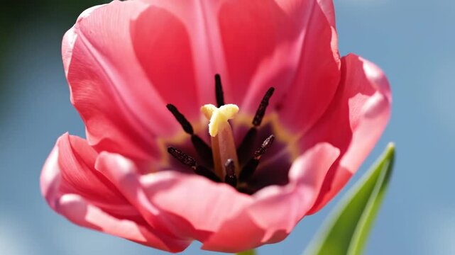 Macro view of a blooming pink tulip showing yellow stigma and black anthers against a blurred blue sky. Detailed floral anatomy, soft petal textures, and natural sunlight illumination.
