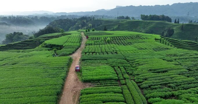 Aerial footage of tea farm terrace landscape in China