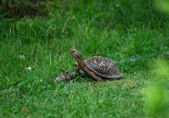 Wild Eastern box turtle spotted in West Virginia, USA © Georgina B