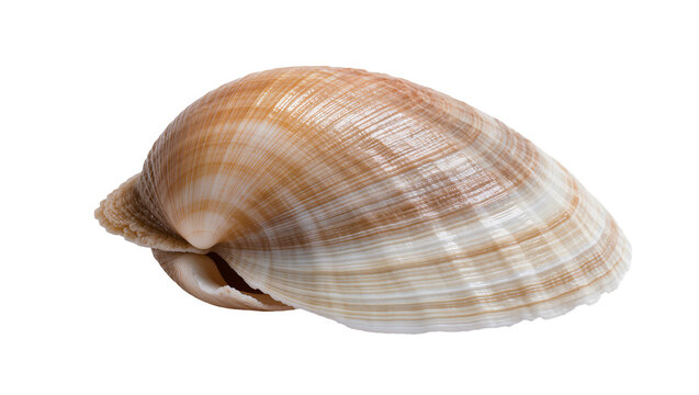 Isolated elegant bivalve seashell, natural textured surface, subtle brown and cream colors.
