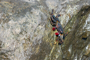 Close up of a red rock crab (graspus adscensionis) on a rock on the sea shore © tom