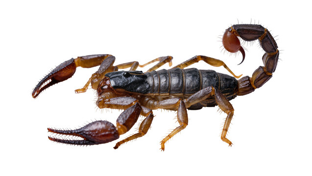 Isolated formidable scorpion showing its powerful pincers and curled stinging tail.