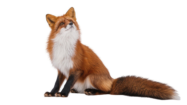 Isolated red fox sitting and looking up attentively, showcasing its beautiful orange fur