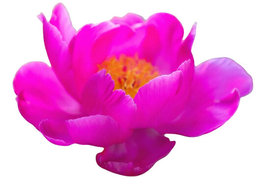 Isolated Pink Flower