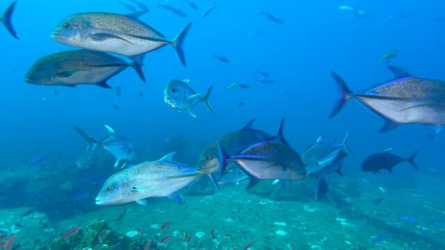 Underwater shot of schools of various small and large fish swimming and feeding around a coral reef. Seascape with passages of predatory large fish darting around in an attempt to eat the smaller ones