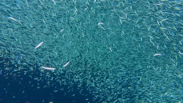 A school of sardines forms a ball to hide from the shark. A flock herd  of millions of fish swirls around the camera and corals. Seascape with a baitball of sardine fish in the Caribbean Sea