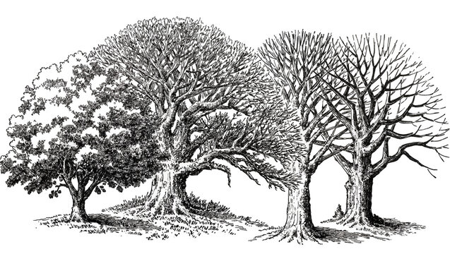 Isolated group of four highly detailed trees, depicting various stages of growth or seasonal change