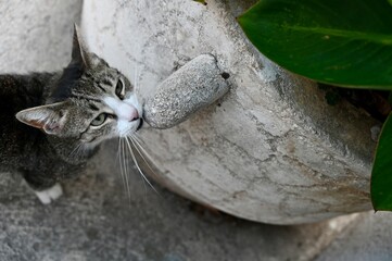 Obraz premium Horizontal macro shot of a cute shorthair feline rubbing chin on a stone garden decoration near green leaves. Pet behavior concept.