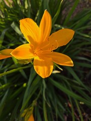 Fototapeta premium Yellow Daffodil in Full Bloom