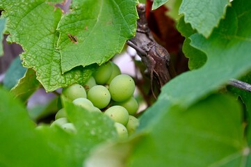 Horizontal close-up of green grapes ripening on a grapevine with lush green leaves © Drachenfutter