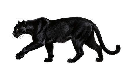 Isolated black panther walking gracefully, powerful feline predator with sleek dark fur and striking yellow eyes © Conor