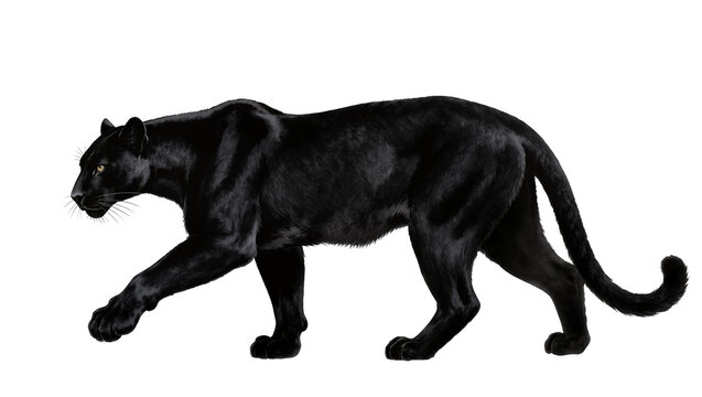 Isolated black panther walking gracefully, powerful feline predator with sleek dark fur and striking yellow eyes