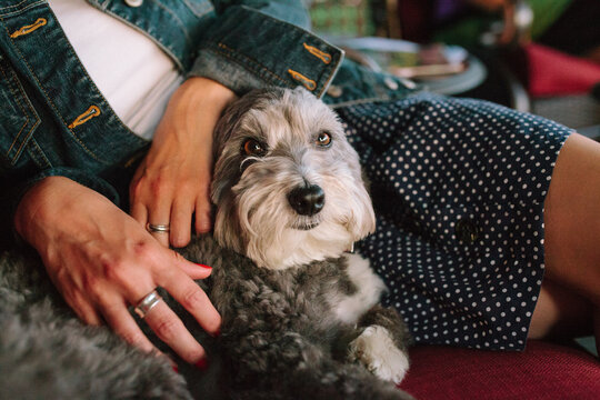 Havanese dog cuddling in lap of woman with polka dot skir