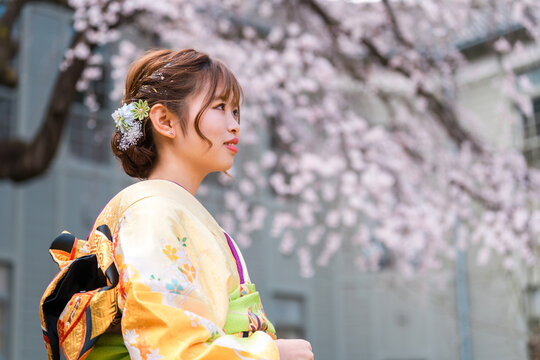 満開の桜と振袖,着物姿の二十歳の女性の横顔