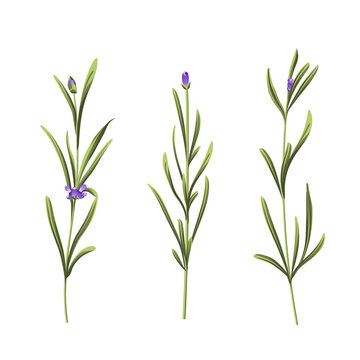 Set of lavender flowers elements. Collection of lavender flowers on a