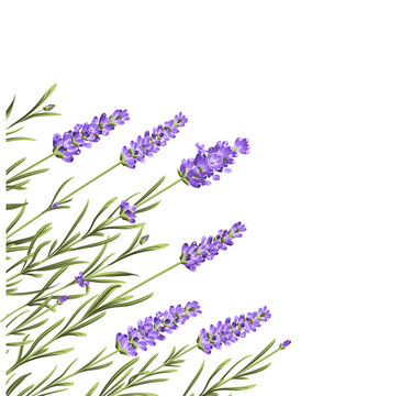 Elegant purple lavender bouquet on white, vector illustration
