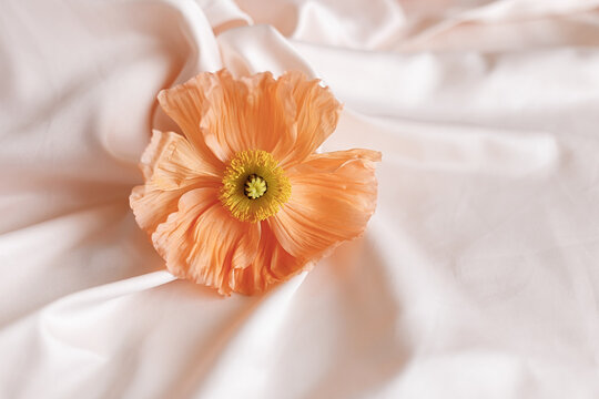 Orange ranunculus on pink satin fabric close up
