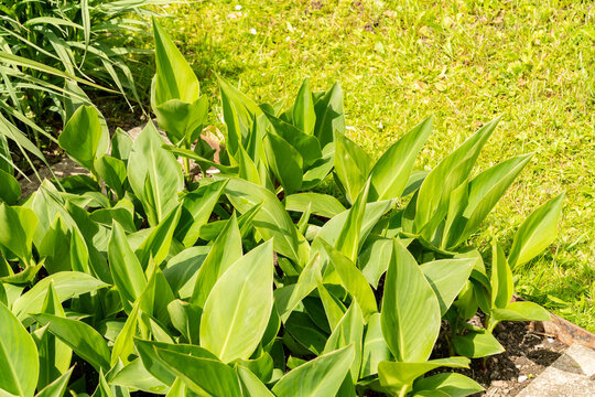 African arrowroot or Canna Indica Hybrid plant in Saint Gallen in Switzerland 20.5.2026