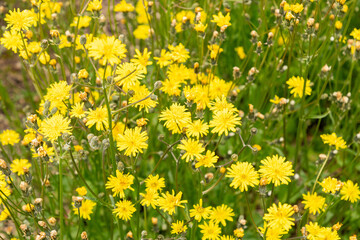 Fototapeta premium Laserpitium Prutenicum plant in Saint Gallen in Switzerland 20.5.2026