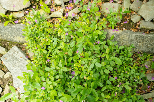 Arabian pea or Psoralea Bituminosa plant in Saint Gallen in Switzerland 20.5.2026