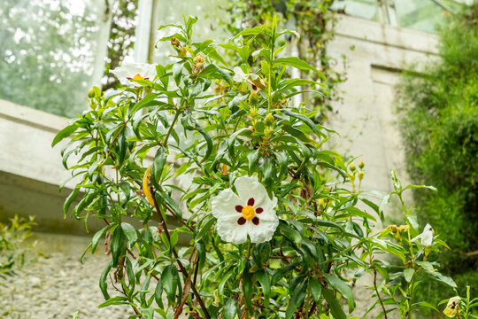 Gum rockrose or Cistus Ladanifer plant in Saint Gallen in Switzerland 20.5.2026