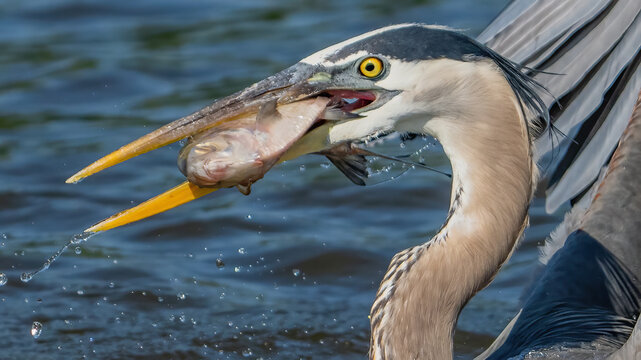Great Blue Heron fishing on the James River in Virginia