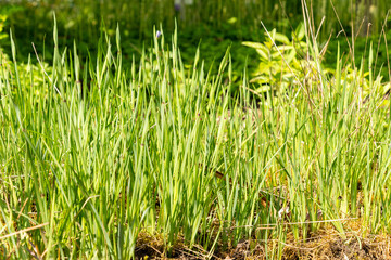 Obraz premium Blue eyed grass or Sisyrinchium Montanum plant in Saint Gallen in Switzerland 20.5.2026