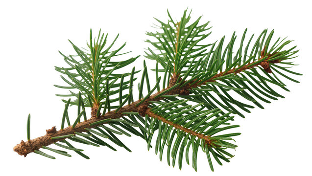 Isolated fresh green spruce branch with vibrant needles, perfect for winter holiday themes and nature.