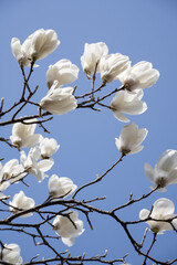 Beautiful white magnolia blossoms in full bloom on branches against a clear blue sky background in South Korea. © 완수 안