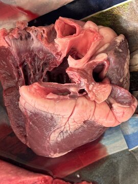 Heart dissection with trachea and arteries