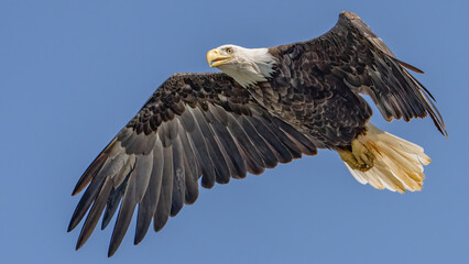 Obraz premium Bald Eagle in flight and catching fish
